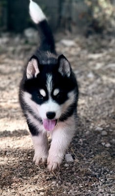 Les chiots de Siberian Husky