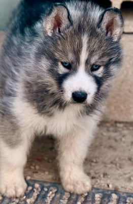 Les chiots de Siberian Husky