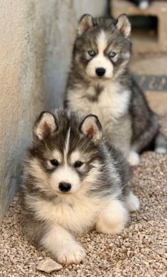 Les chiots de Siberian Husky
