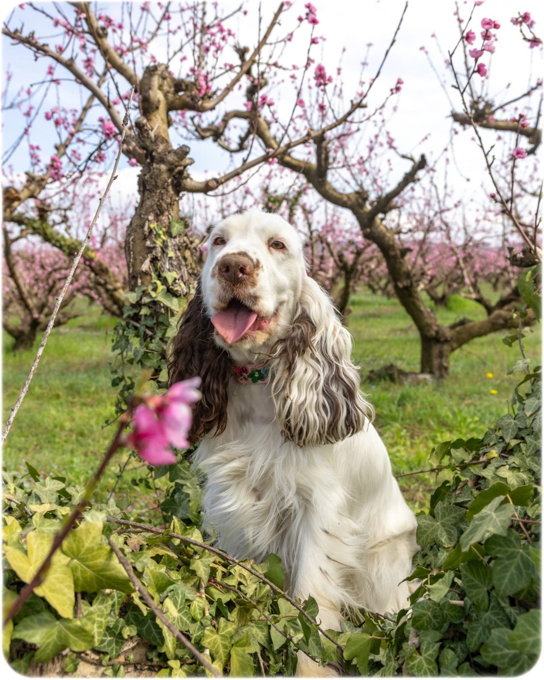 Verylove Leeloo du domaine de la vignelais