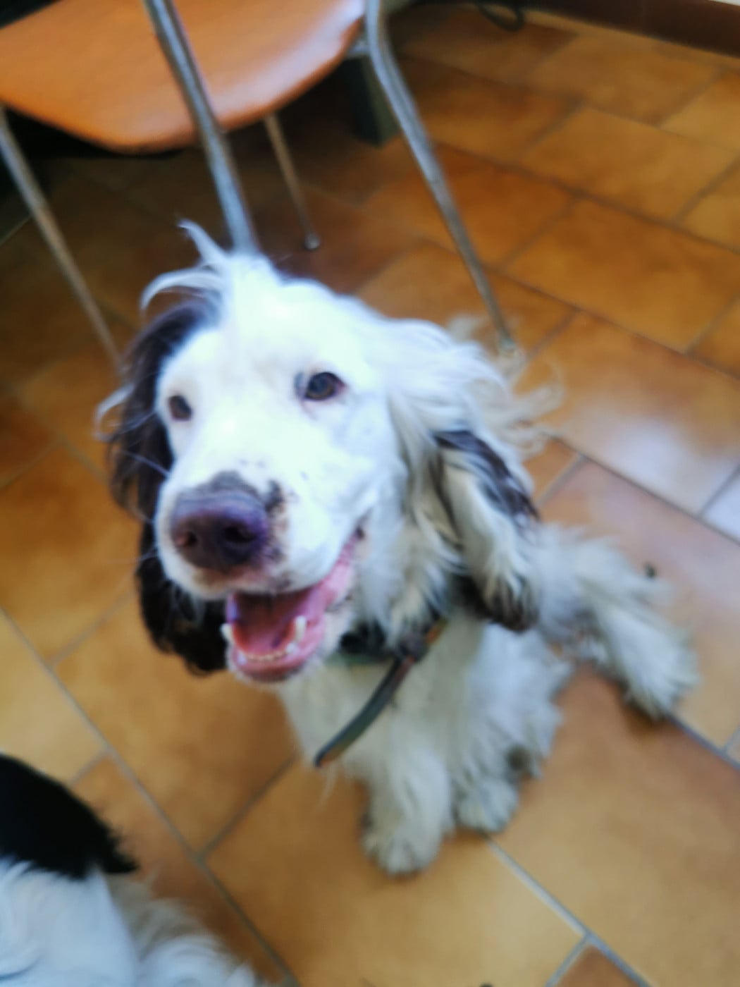 Verylove Leeloo du domaine de la vignelais