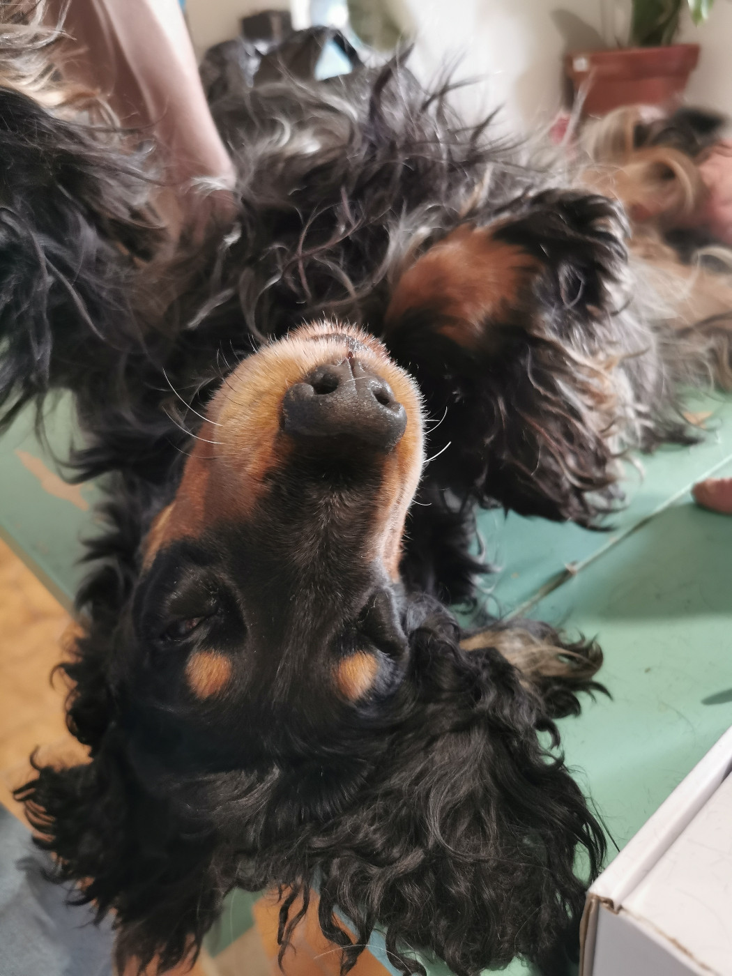 Roxy Du Berceau Des Chouquettes