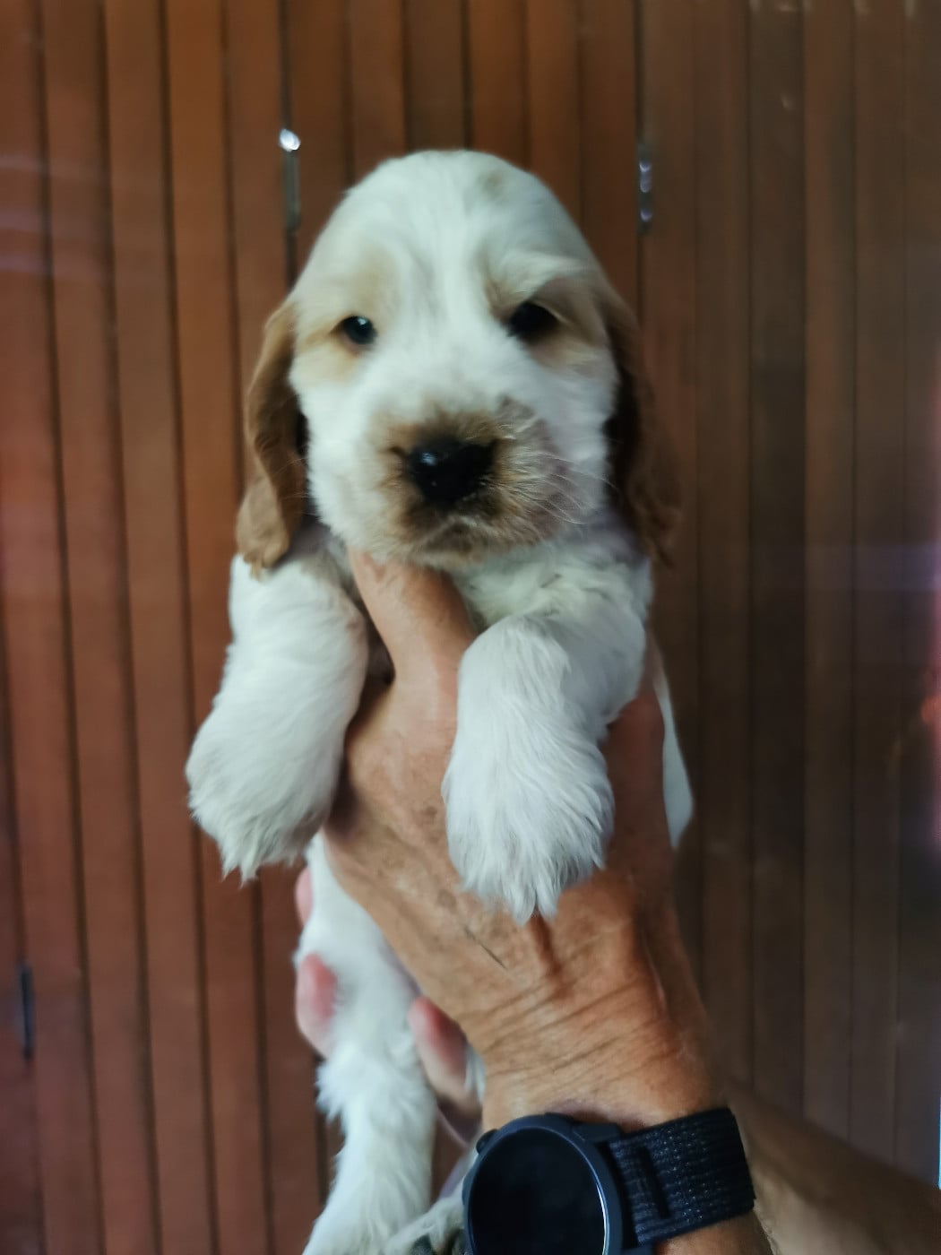 Cocker Spaniel Anglais - Du Berceau Des Chouquettes