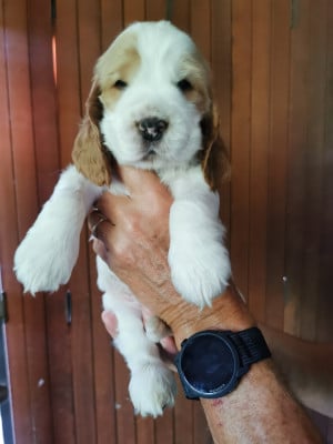 collier rouge - Cocker Spaniel Anglais