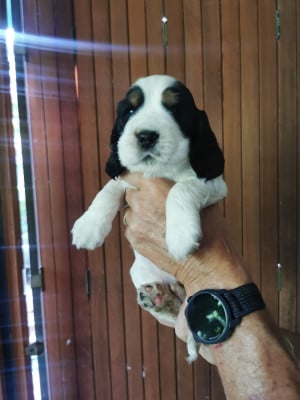 Collier vert - Cocker Spaniel Anglais