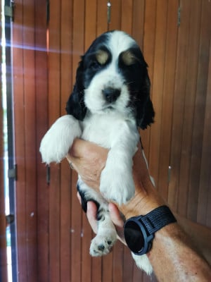 Collier bleu - Cocker Spaniel Anglais