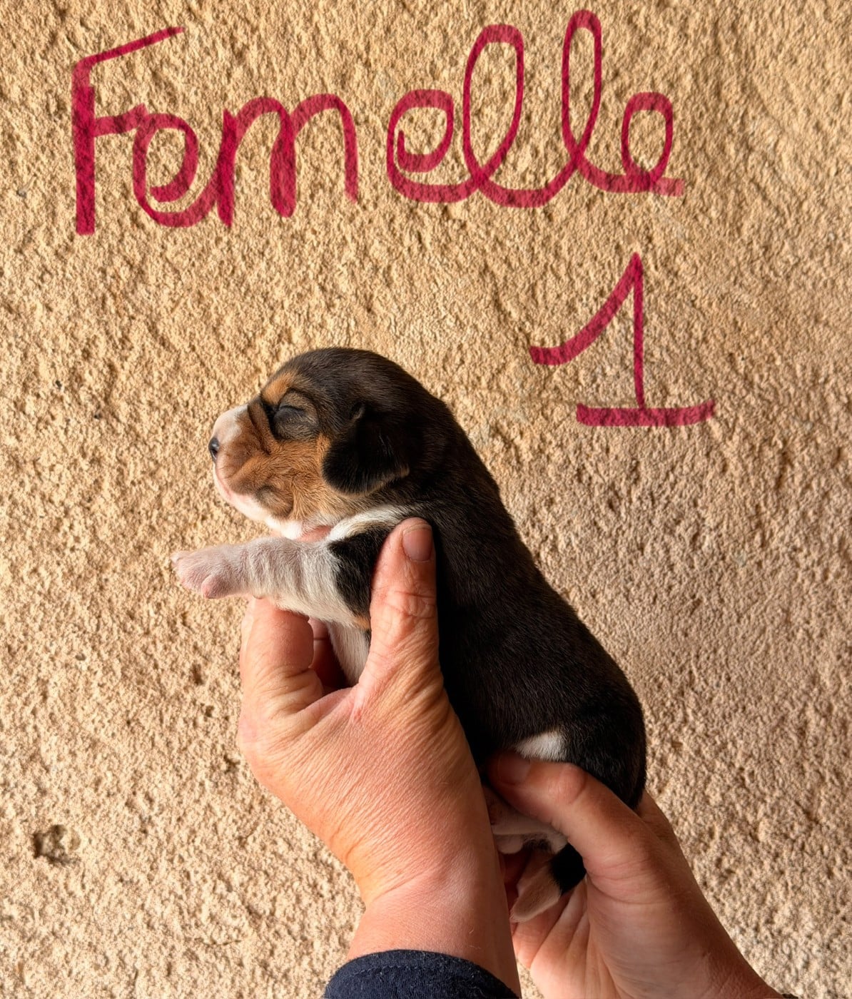FEMELLE 1