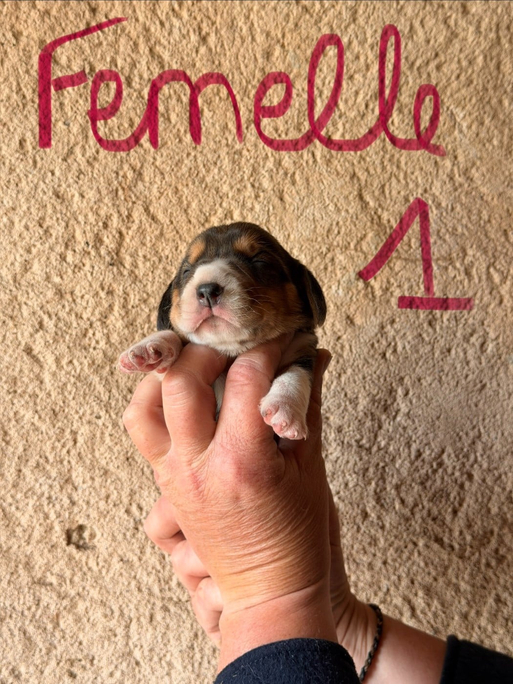 FEMELLE 1