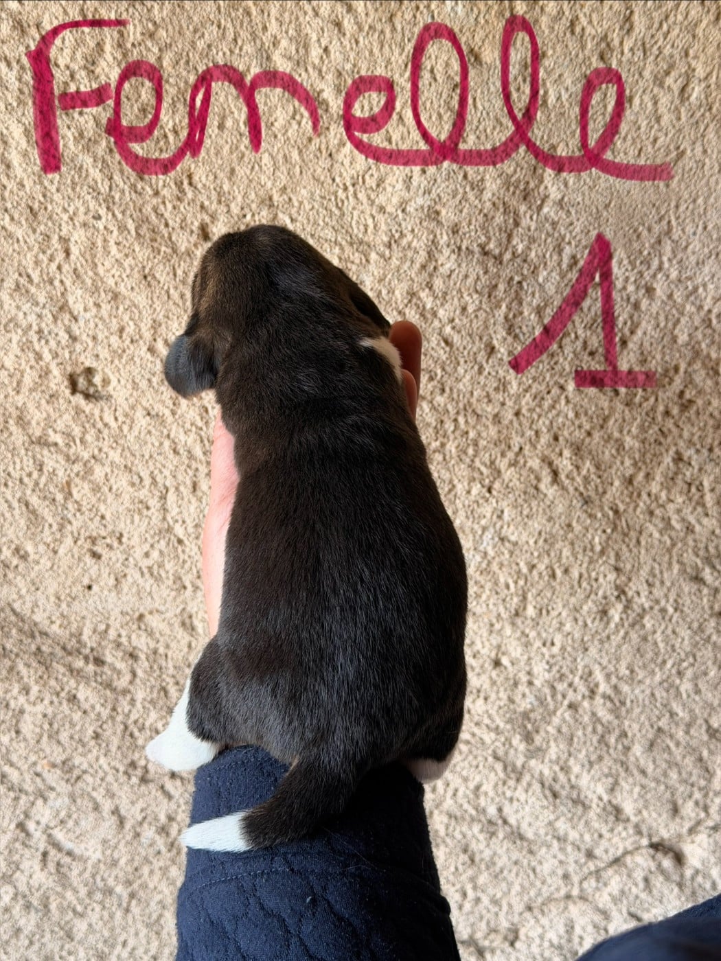 FEMELLE 1
