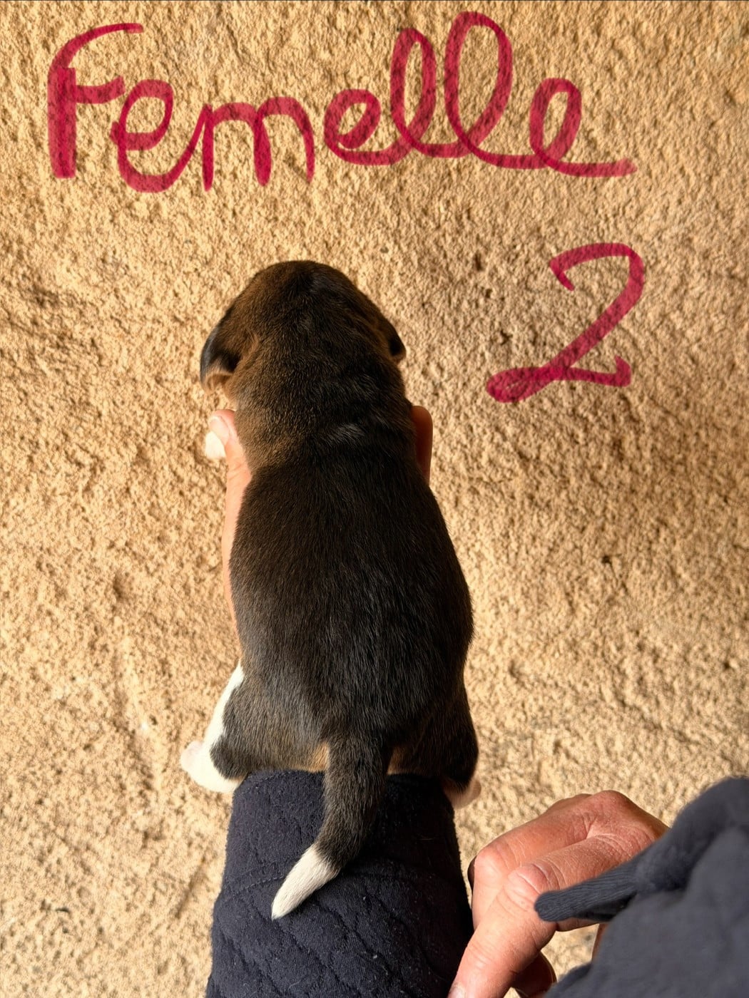 FEMELLE 2