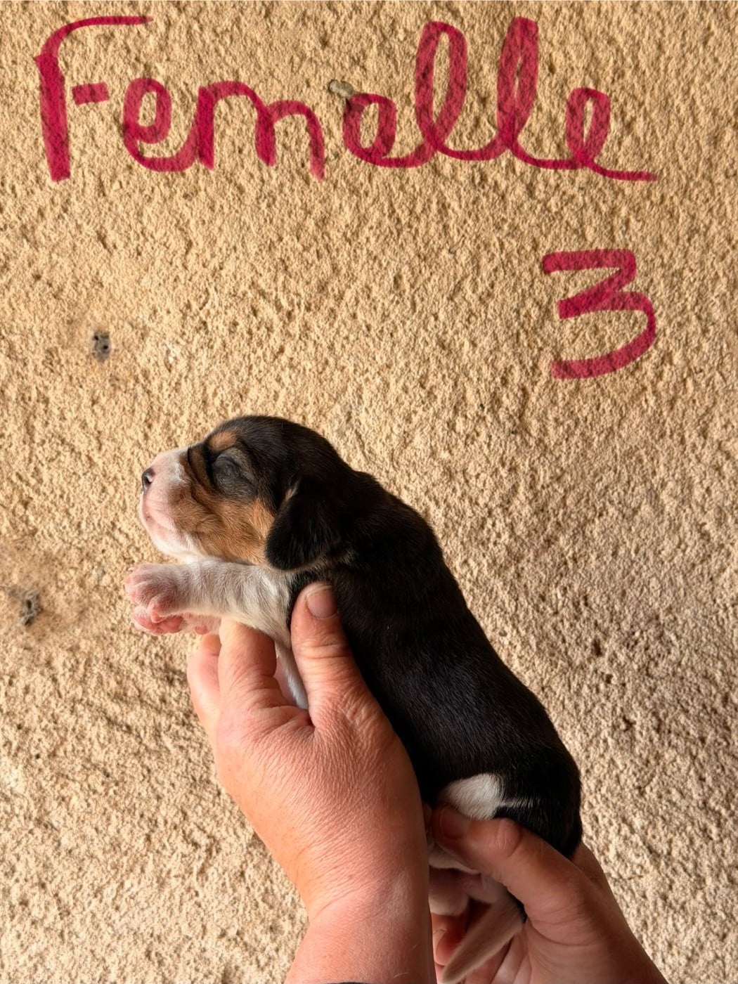 FEMELLE 3