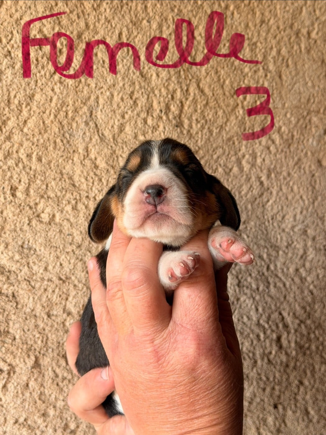 FEMELLE 3