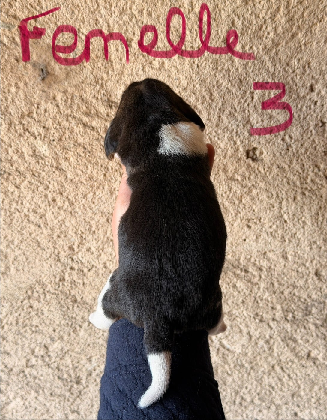 FEMELLE 3