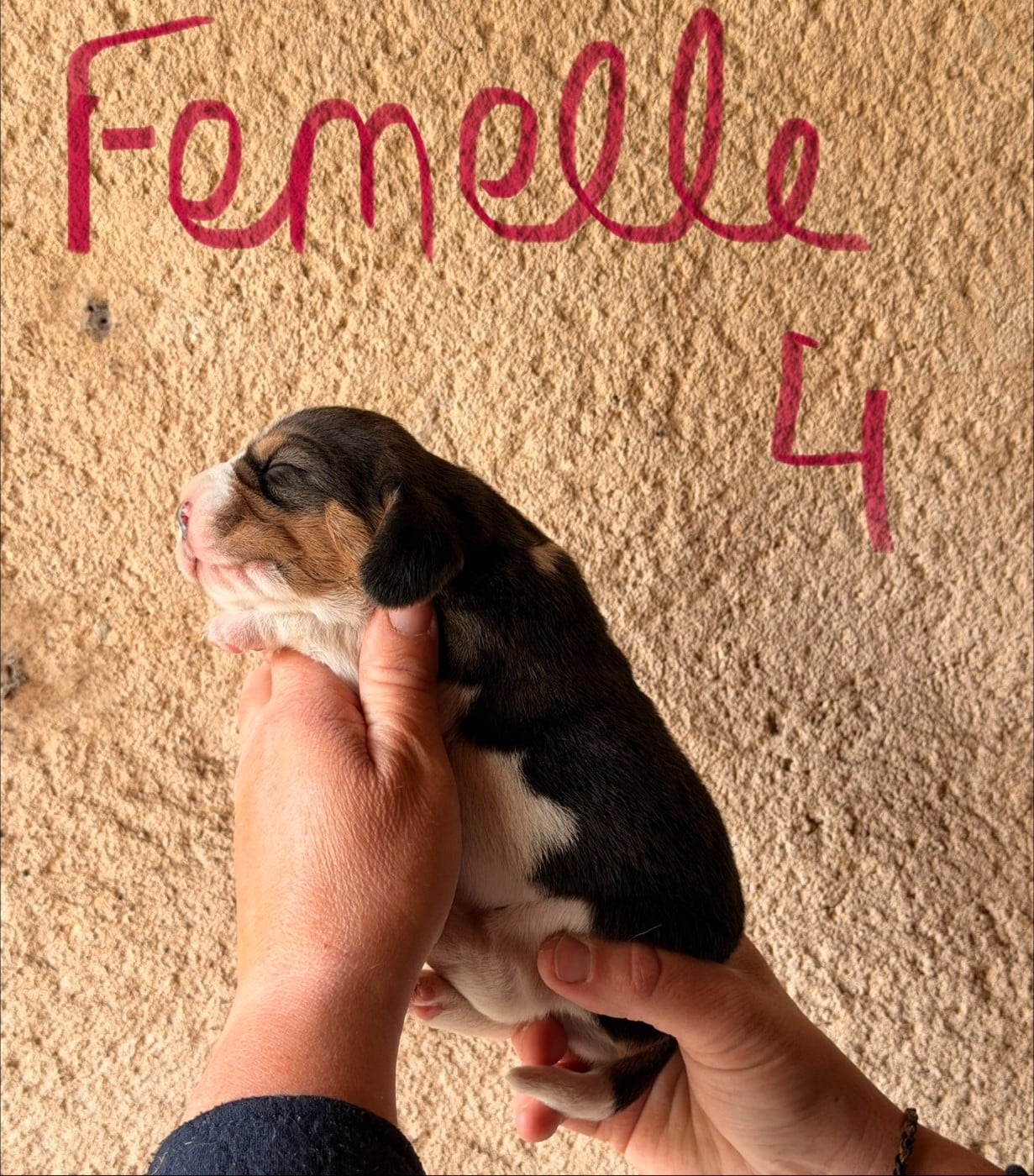 FEMELLE 4