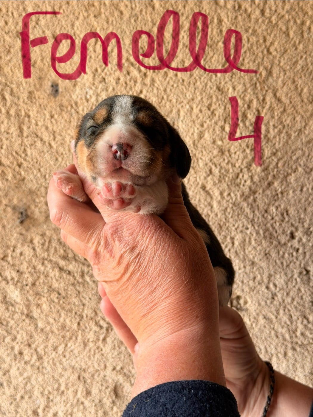 FEMELLE 4