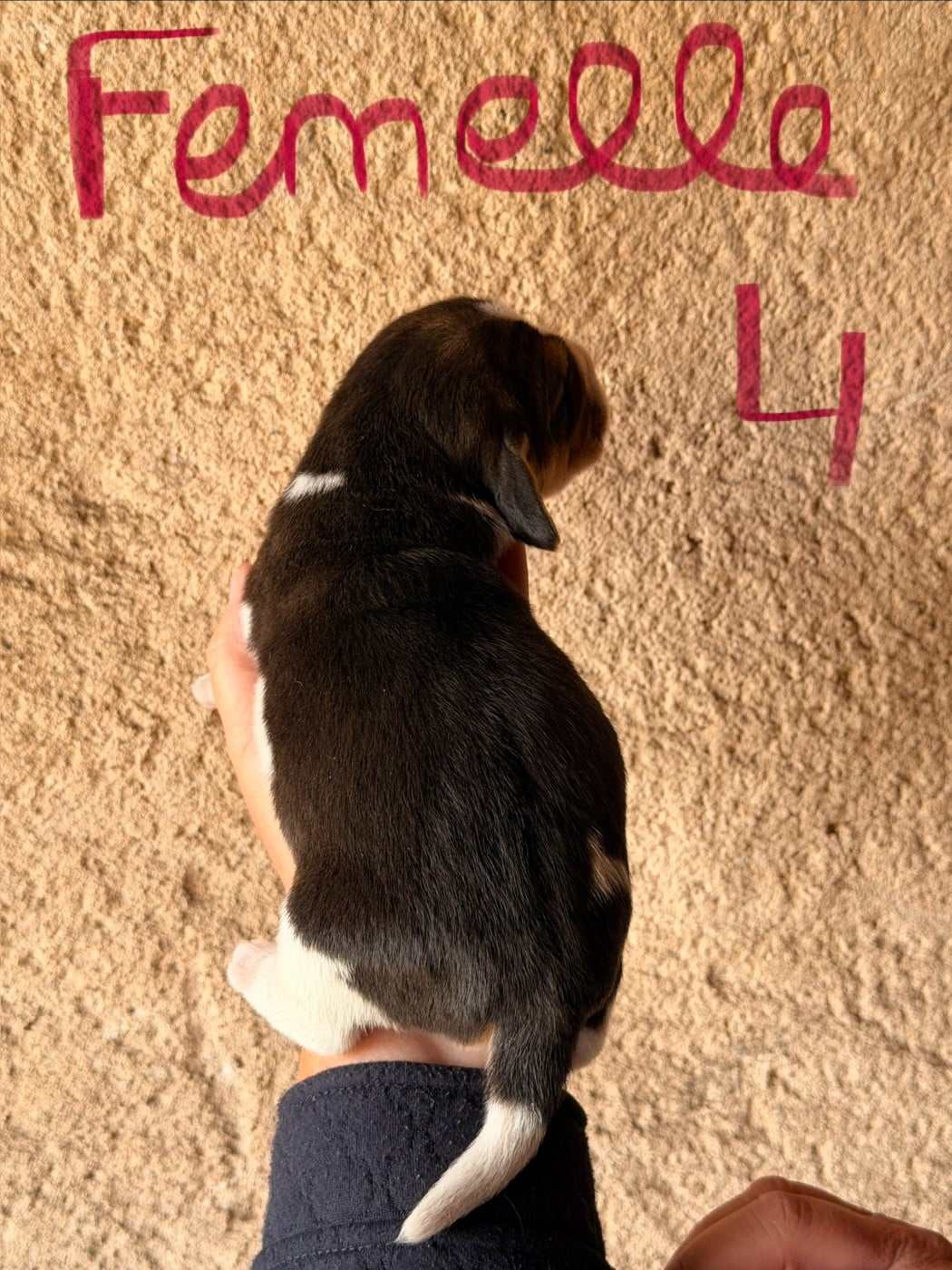 FEMELLE 4