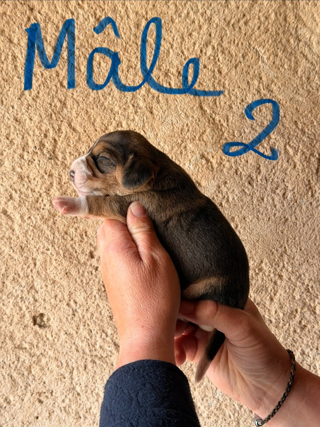 MALE 2