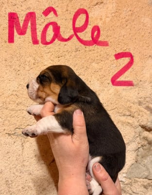 Les chiots de Beagle