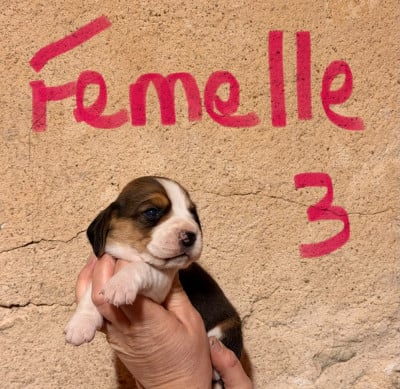 Les chiots de Beagle