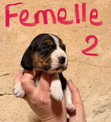 Les chiots de Beagle