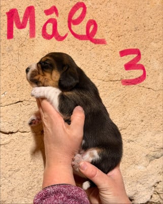 Les chiots de Beagle