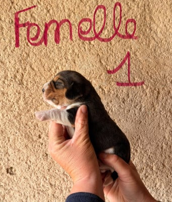 Les chiots de Beagle