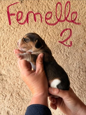 Les chiots de Beagle