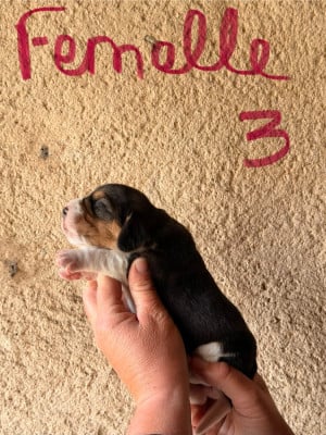 Les chiots de Beagle