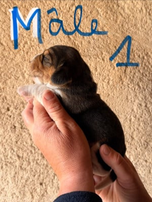 Les chiots de Beagle