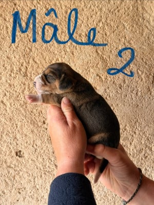 Les chiots de Beagle