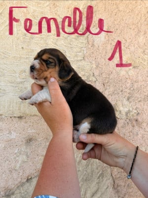 Les chiots de Beagle