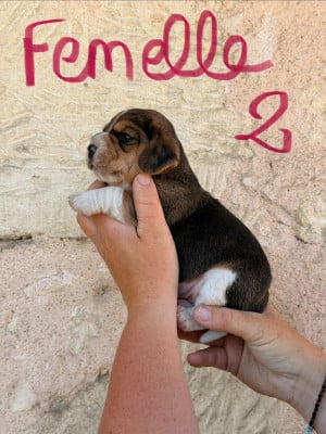 Les chiots de Beagle