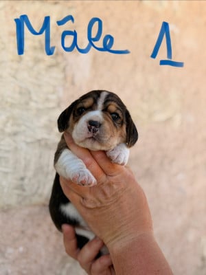 Les chiots de Beagle