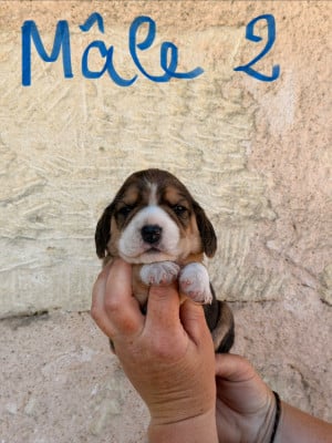 Les chiots de Beagle