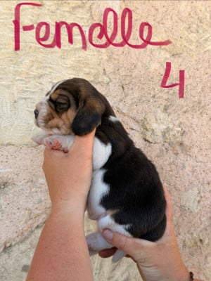 Les chiots de Beagle