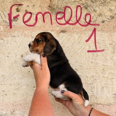 Les chiots de Beagle