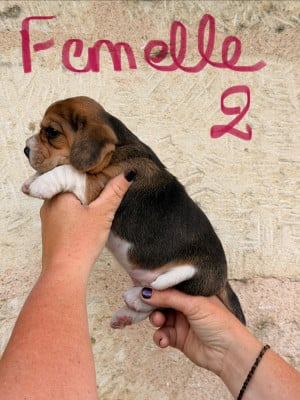 Les chiots de Beagle