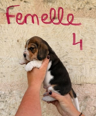 Les chiots de Beagle