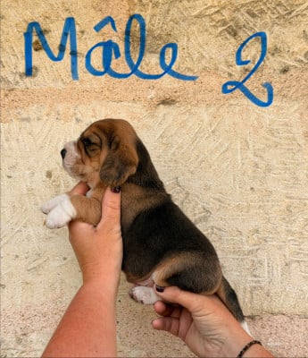 Les chiots de Beagle