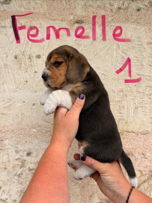 Les chiots de Beagle