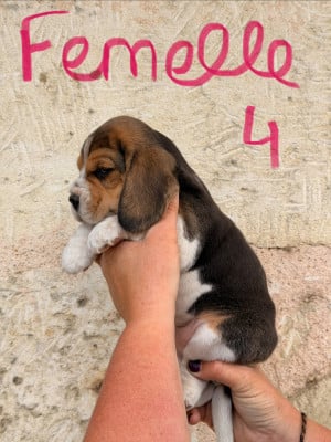 Les chiots de Beagle