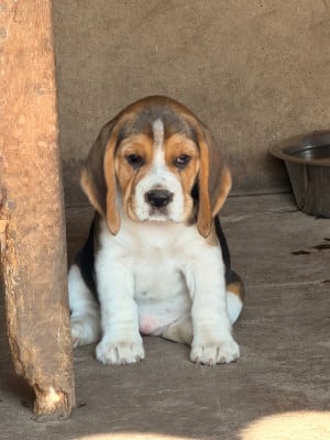 Les chiots de Beagle
