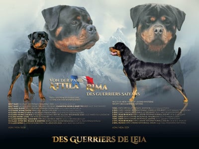 Des Guerriers De Leia