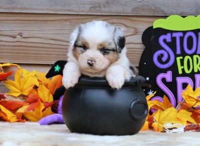 Les chiots de Berger Australien