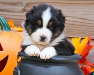 Les chiots de Berger Australien