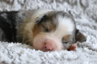 Les chiots de Berger Australien