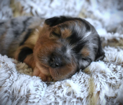 Les chiots de Berger Australien