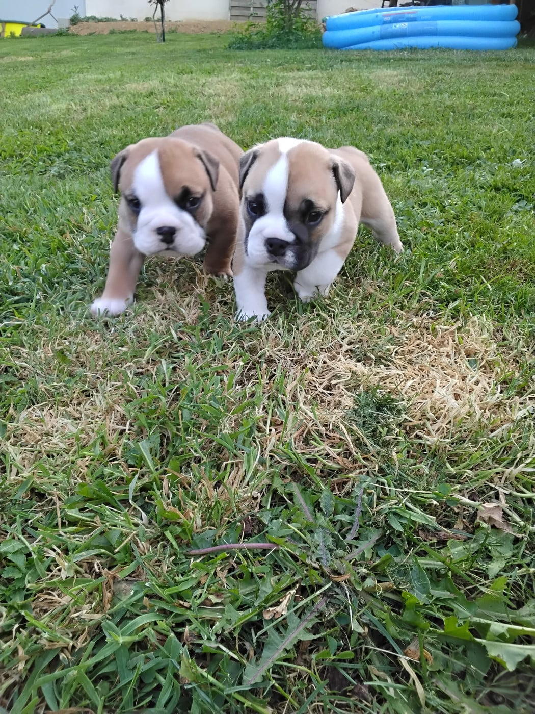 Bulldog Anglais - des Bulls of Seven Valleys