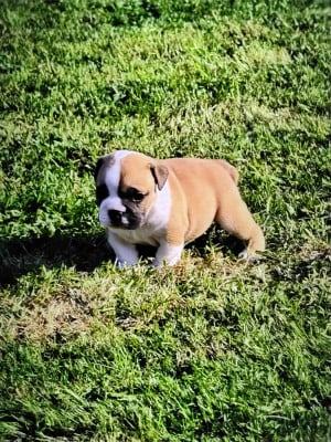 Les chiots de Bulldog Anglais