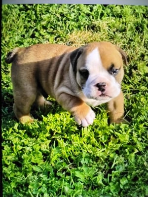 Les chiots de Bulldog Anglais